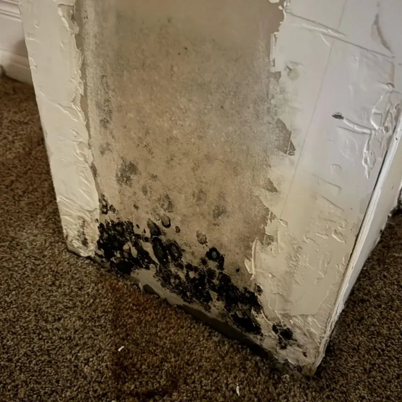 Professional Mold Removal in Black Earth, WI